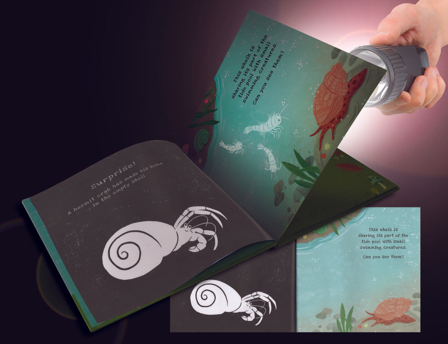 Secrets of the Seashore