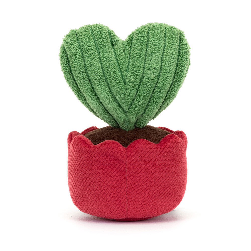 Amuse Kerrii Cactus