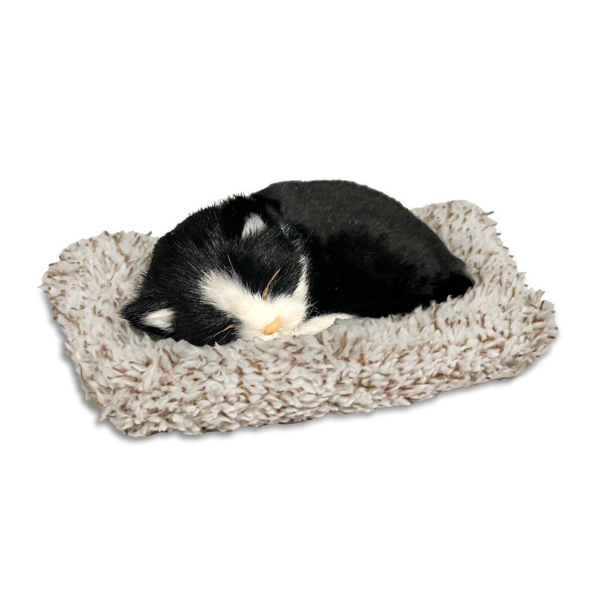 Mini Black & White Shorthair Kitten