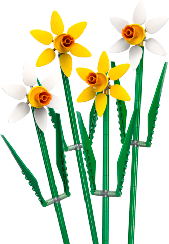 Daffodils