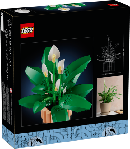 Peace Lily