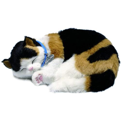 Calico Cat