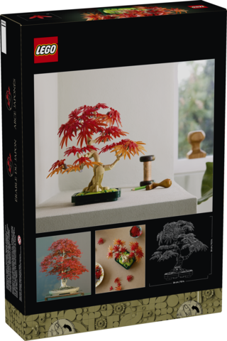 Japanese Red Maple Bonsai