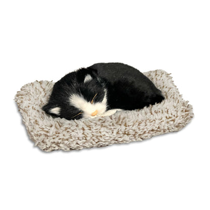 Mini Black & White Shorthair Kitten