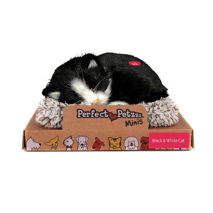 Mini Black & White Shorthair Kitten