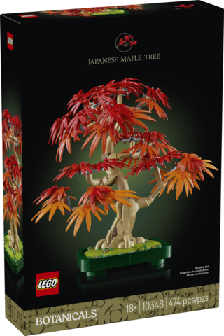 Japanese Red Maple Bonsai