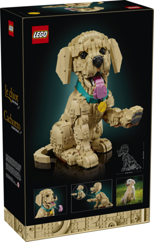 Golden Retriever Puppy