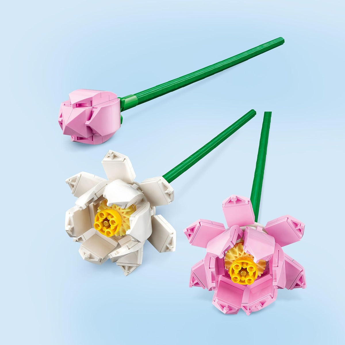 Lotus Flowers