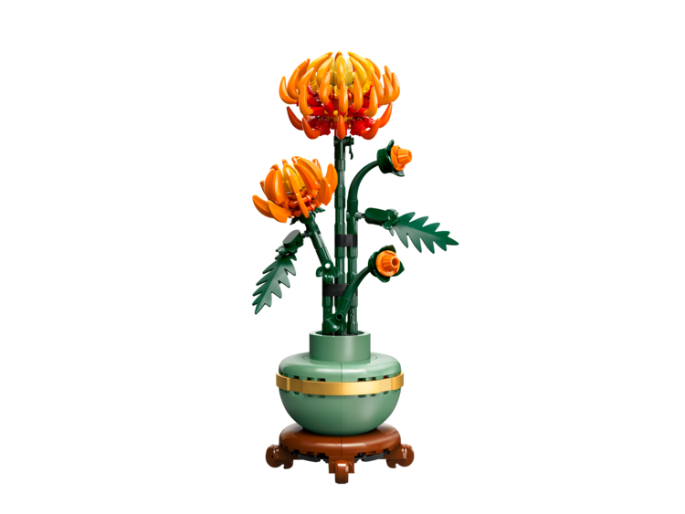Chrysanthemum Bontanical